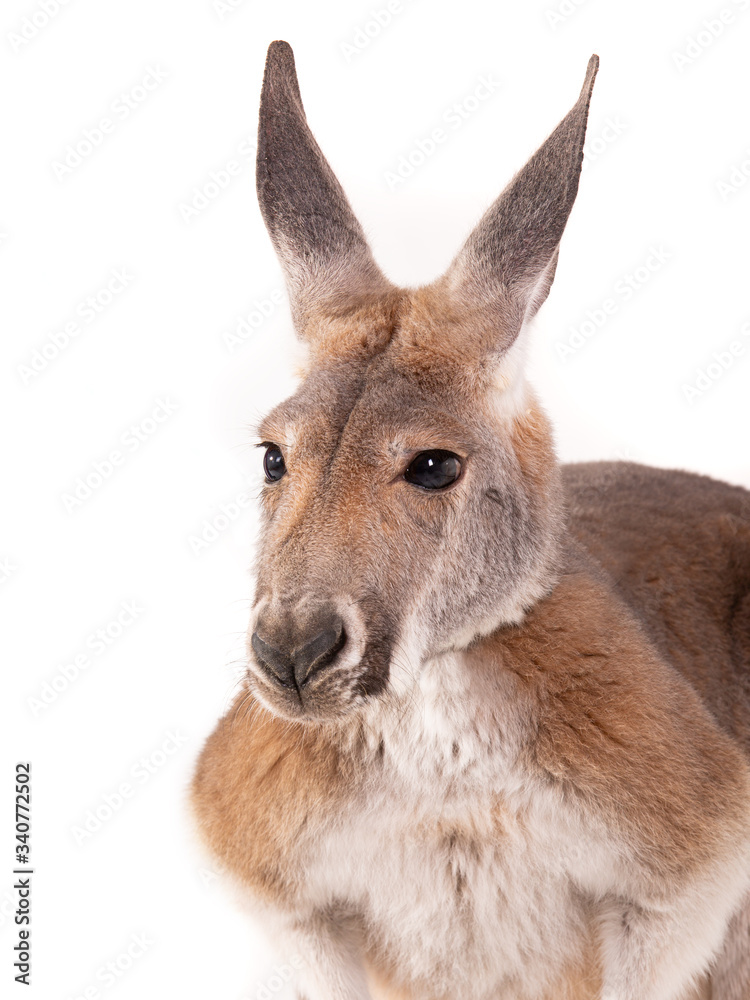 red kangaroo isolated on white background studio shot red kangaroo isolated on white background studio shot