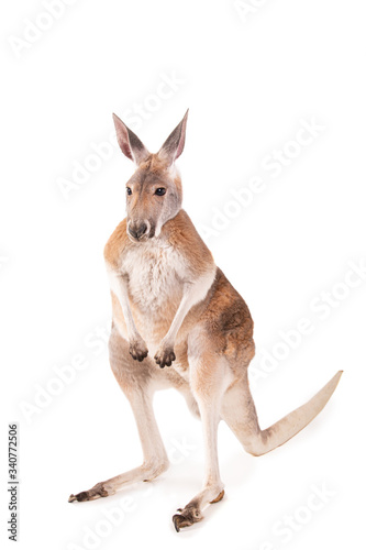 red kangaroo isolated on white background studio shot