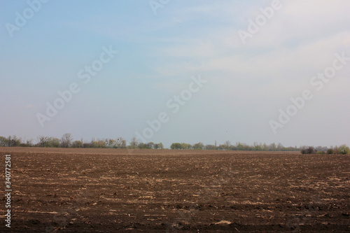 A plowed and sown black soil field in the evening. Spring landscape.