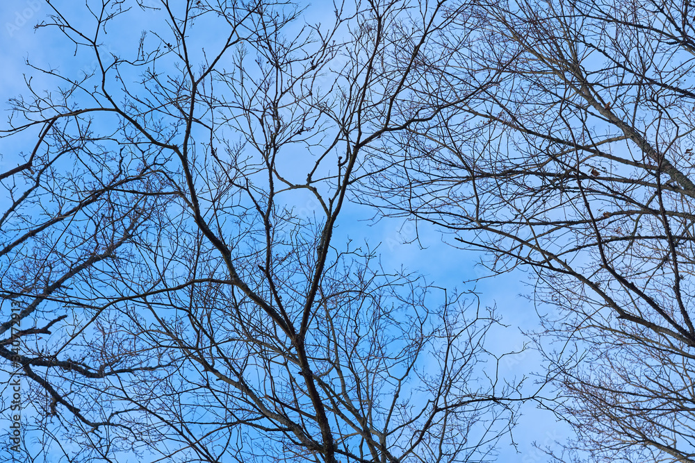 Obraz premium Silhouettes of branches of trees against a blue sky in springtime.