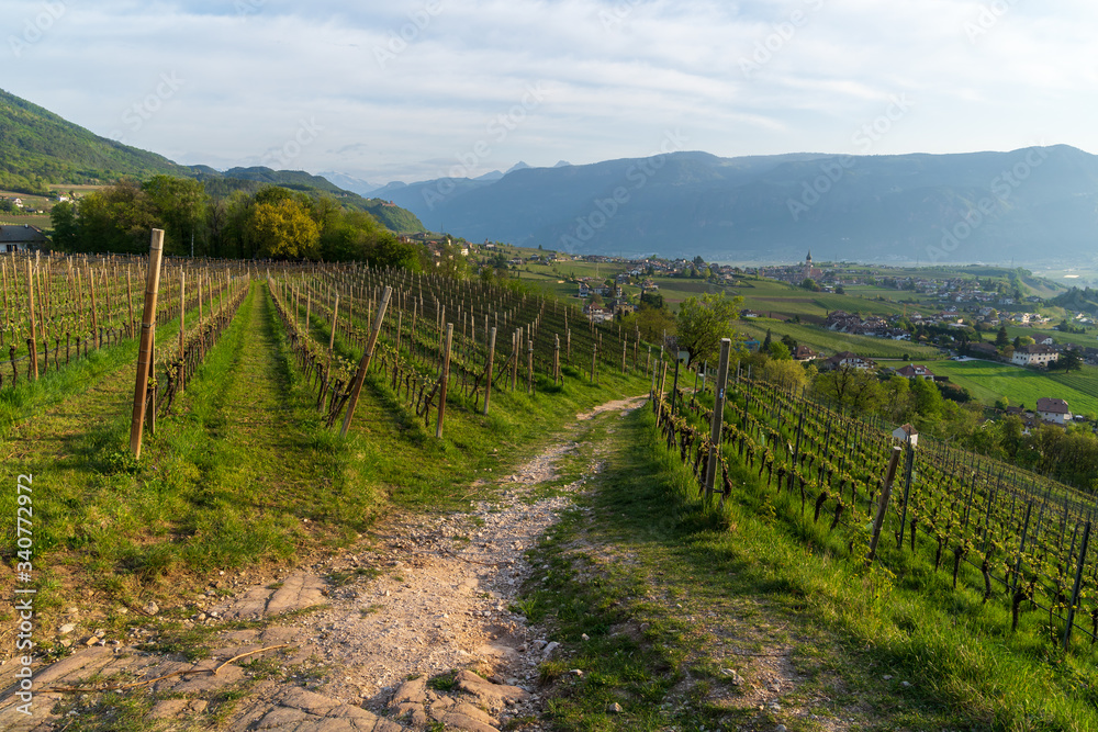 Cultivated fields in Eppan in Trentino Alto Adige in northern Italy. Vineyards and apple trees are the main branch of the economy in this area.