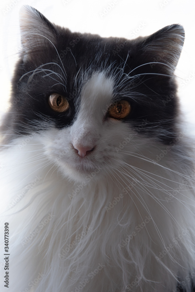 Portret długowłosego  czarno białego kota patrzącego w obiektyw.