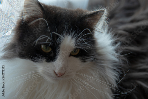 Portret długowłosego  czarno białego kota patrzącego w dół.