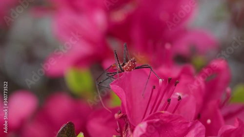 Insect walking across flower petals in Spring garden photo