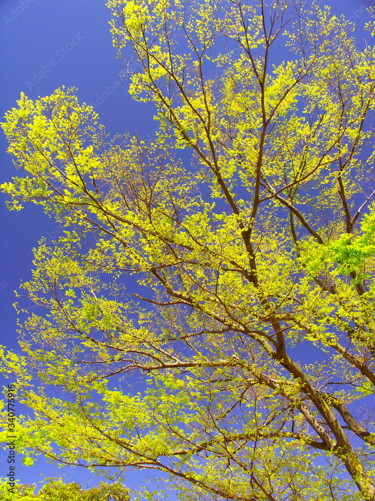 青空と芽吹きの欅