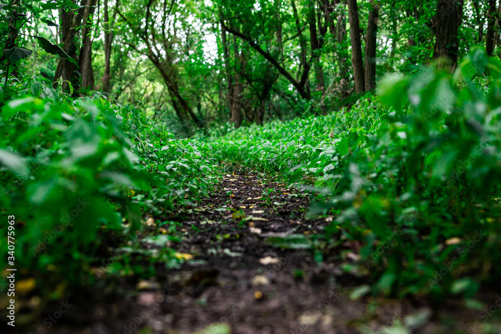 muddy path in a spring forest