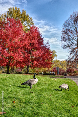 autumn landscape with trees