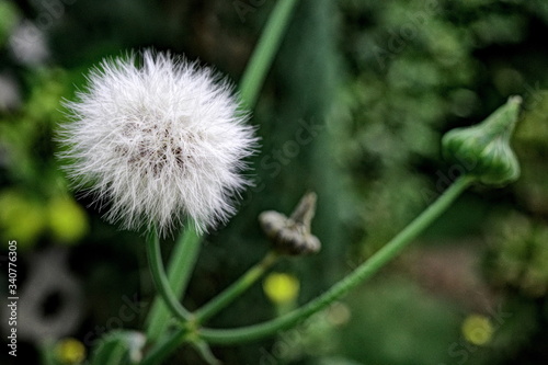 dandelion on green background