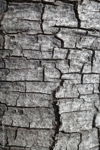 Tree Bark