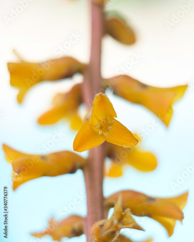 Flowers on white background