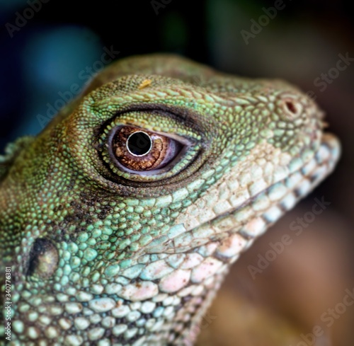 close up of a lizard