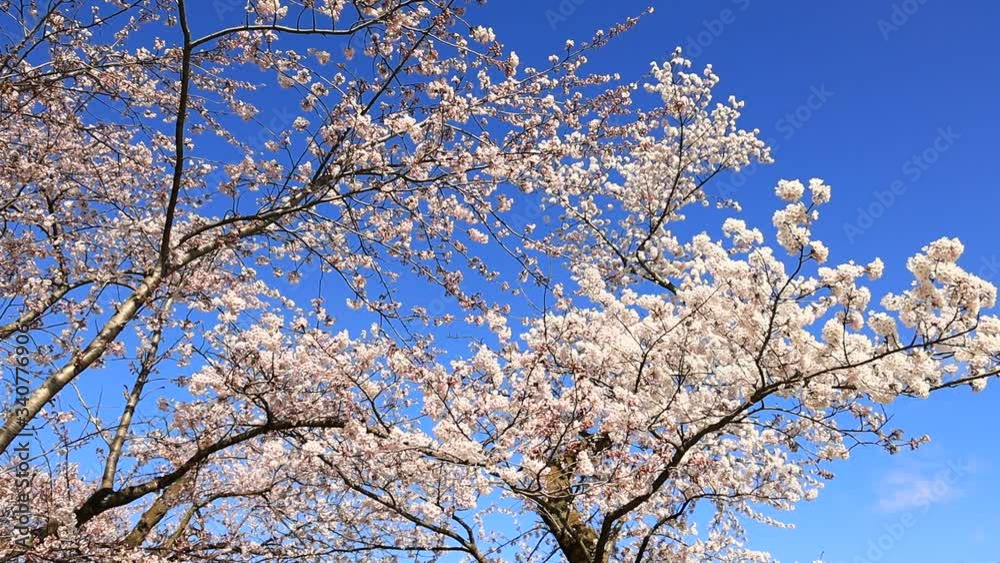 桜 満開 青空 桜 満開 青空