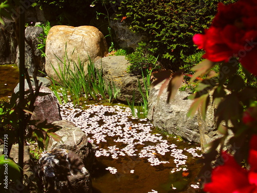 水辺に咲く赤い牡丹と桜の花びら散った池風景 photo