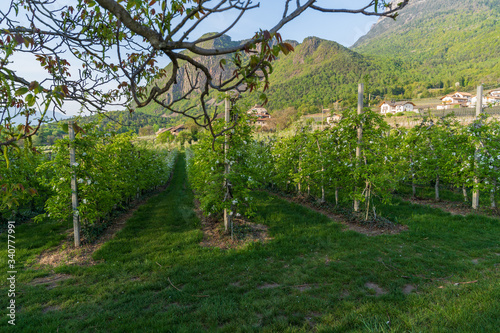 Cultivated fields in Eppan in Trentino Alto Adige in northern Italy. Vineyards and apple trees are the main branch of the economy in this area.
