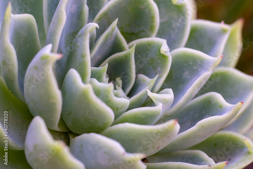 close up of succulent plant