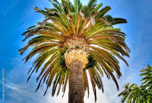 palm tree against blue sky