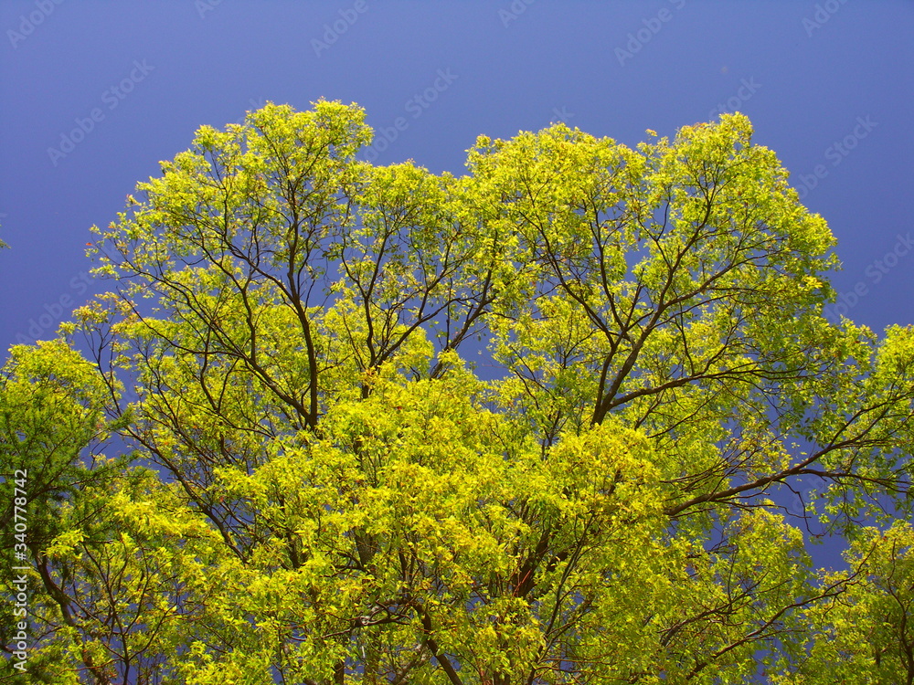 Naklejka premium 春の公園の楠木と青空