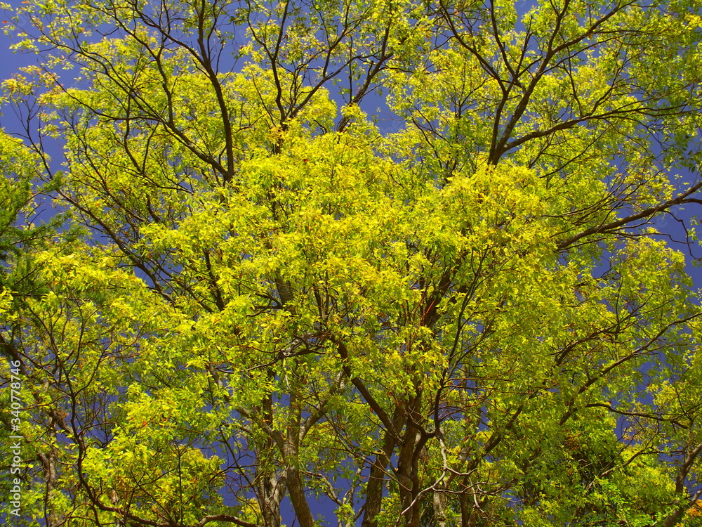 春の公園の楠木と青空