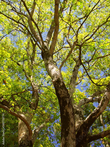 春の公園の楠木と青空