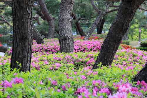 Wallpaper Mural 철쭉꽃이 보이는 아름다운 봄풍경 Torontodigital.ca