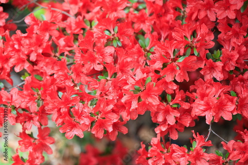 Fototapeta Naklejka Na Ścianę i Meble -  철쭉꽃이 보이는 아름다운 봄풍경