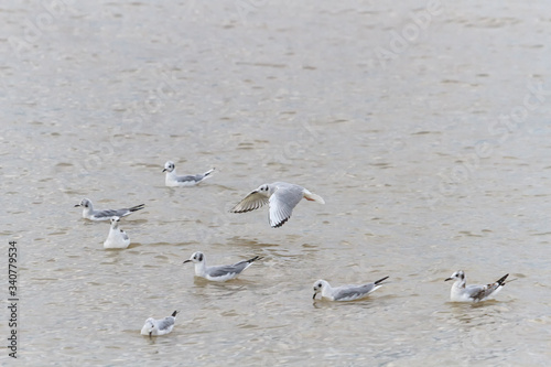 Bonaparte's Gulls on Lake Erie