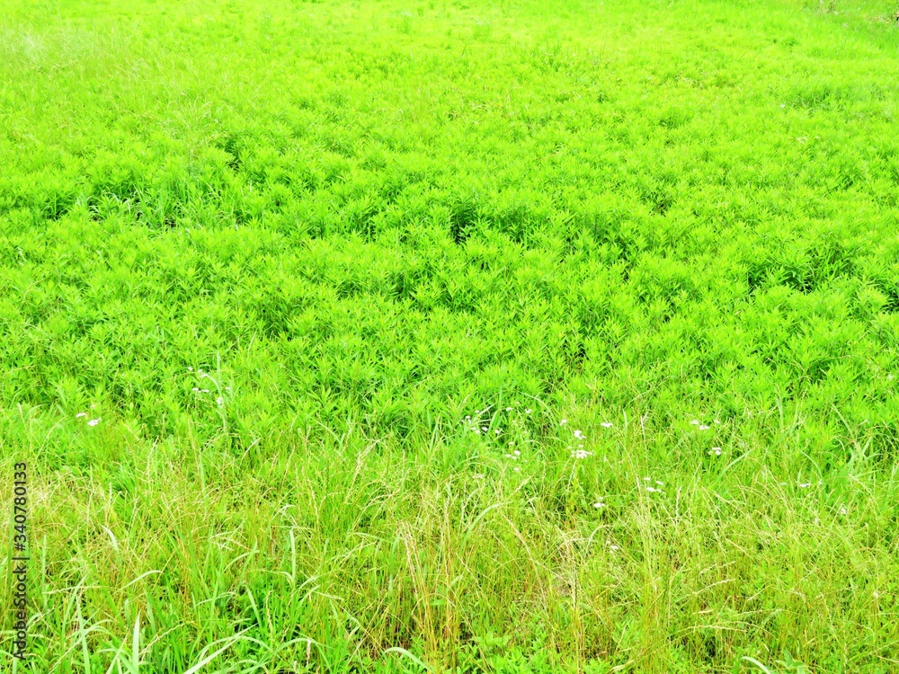 日本の田舎の風景 6月 初夏の草叢 日本の田舎の風景 6月 初夏の草叢