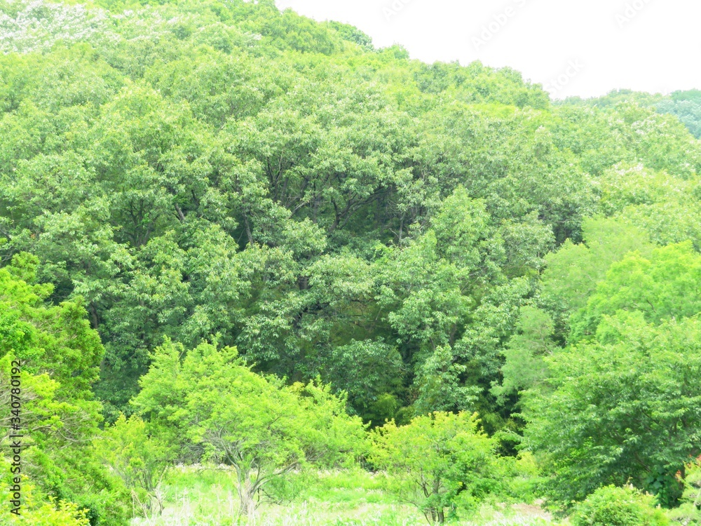 Obraz premium 日本の田舎の風景 6月 初夏の山