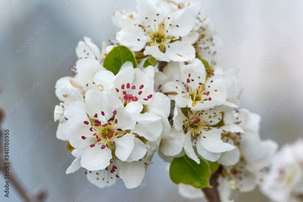 Sweet white flowers blooming pear-tree, pear in the spring garden. Blossoming fruit tree.