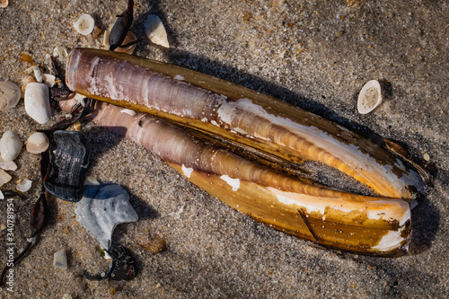 Close up of a variety of shells on the beach at Long Beach Island, NJ photo