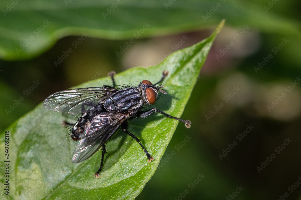 Fototapeta premium A flesh fly standing on a broad green leaf in a Pennsylvania meadow