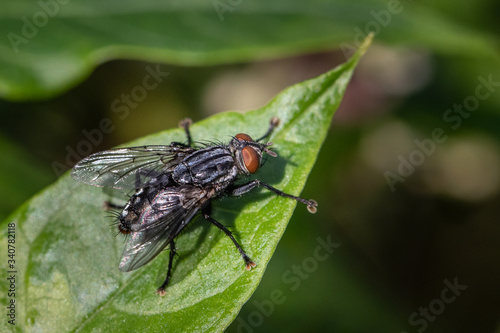 A flesh fly standing on a broad green leaf in a Pennsylvania meadow