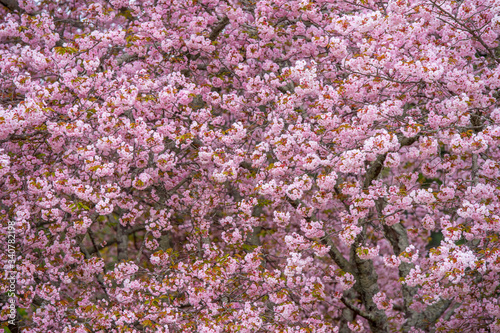 Cherry blossoms in Nara, Japan