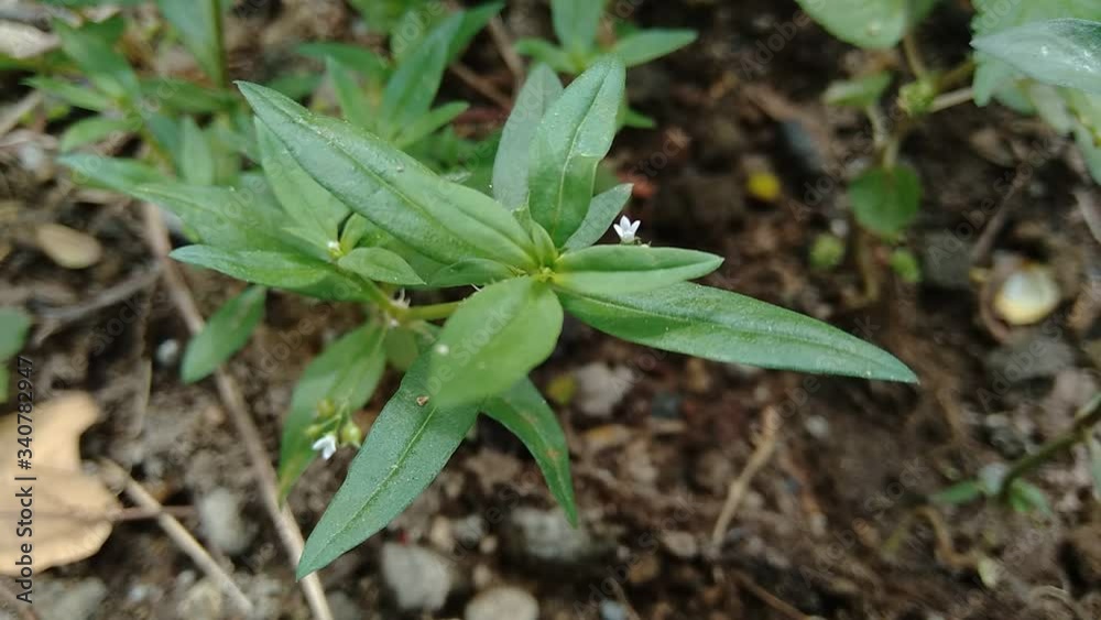 Hedyotis corymbosa in nature background. Hedyotis corymbosa in nature background.