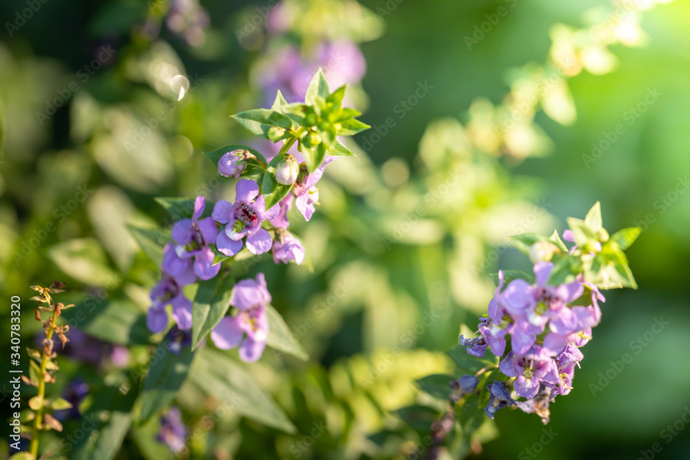 The background image of the colorful flowers