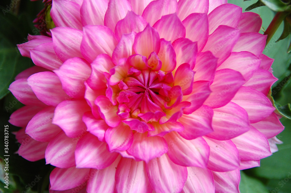 Bright pink dahlia flower in the summer garden is vibrant and saturated with magenta color and beautiful green natural background.