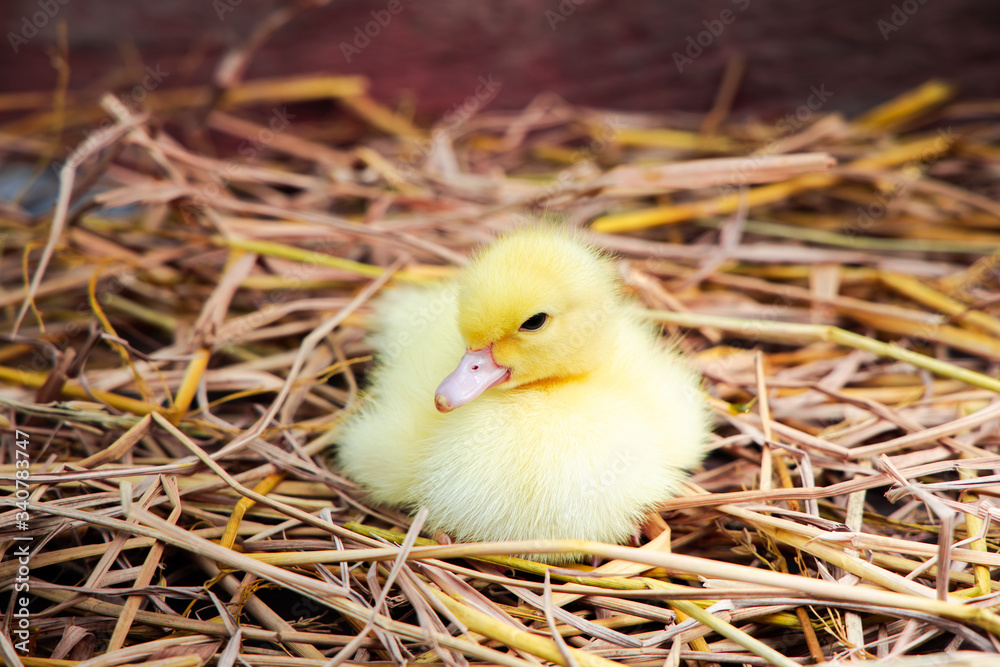 Cute duckling on wood background.