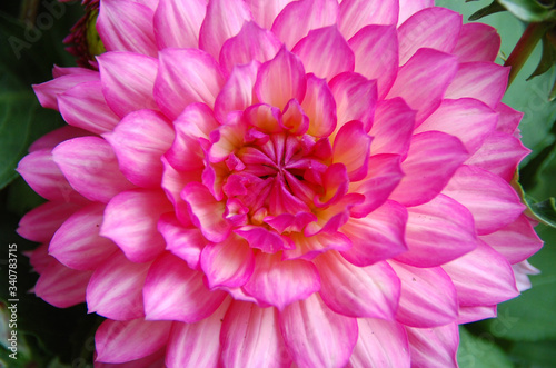 Bright pink dahlia flower in the summer garden is vibrant and saturated with magenta color and beautiful green natural background.