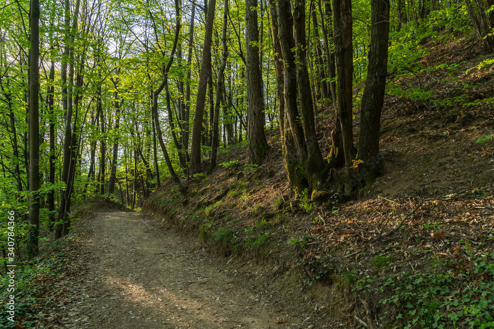 Mountain trail leading through the forest to the Gleifkirche monastery in Appiano in Trentino Alto Adige in northern Italy.