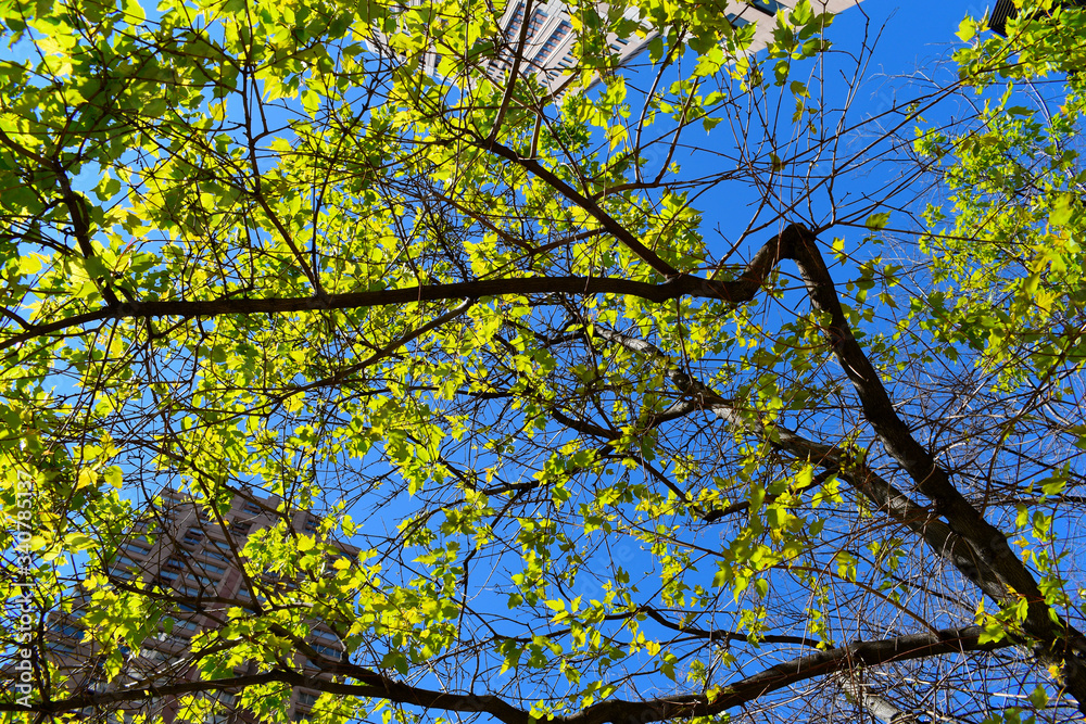Branch with green leaves and looking through modern tall buildings in the city. Fresh air, Green living city, Air quality concept. Branch with green leaves and looking through modern tall buildings in the city. Fresh air, Green living city, Air quality concept.