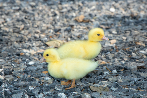 Yellow duckling from nature. Cute duck one week old. © ooddysmile