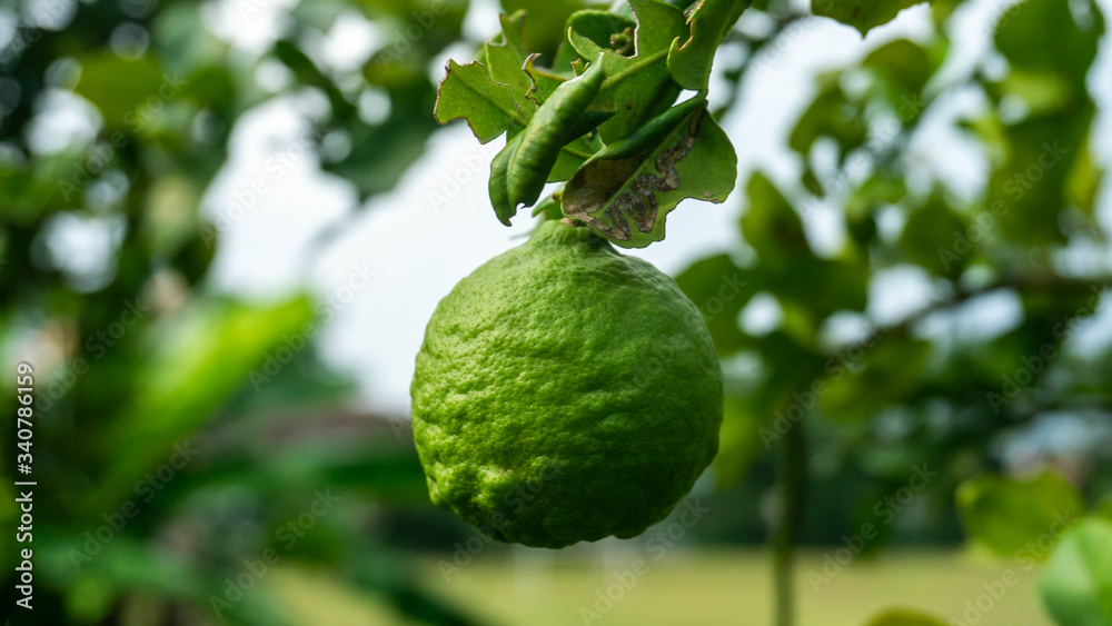 Close up view of Kaffir lime or limau purut on the tree at the garden.