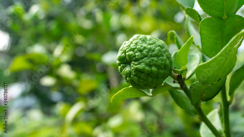 Close up view of Kaffir lime or limau purut on the tree at the garden.