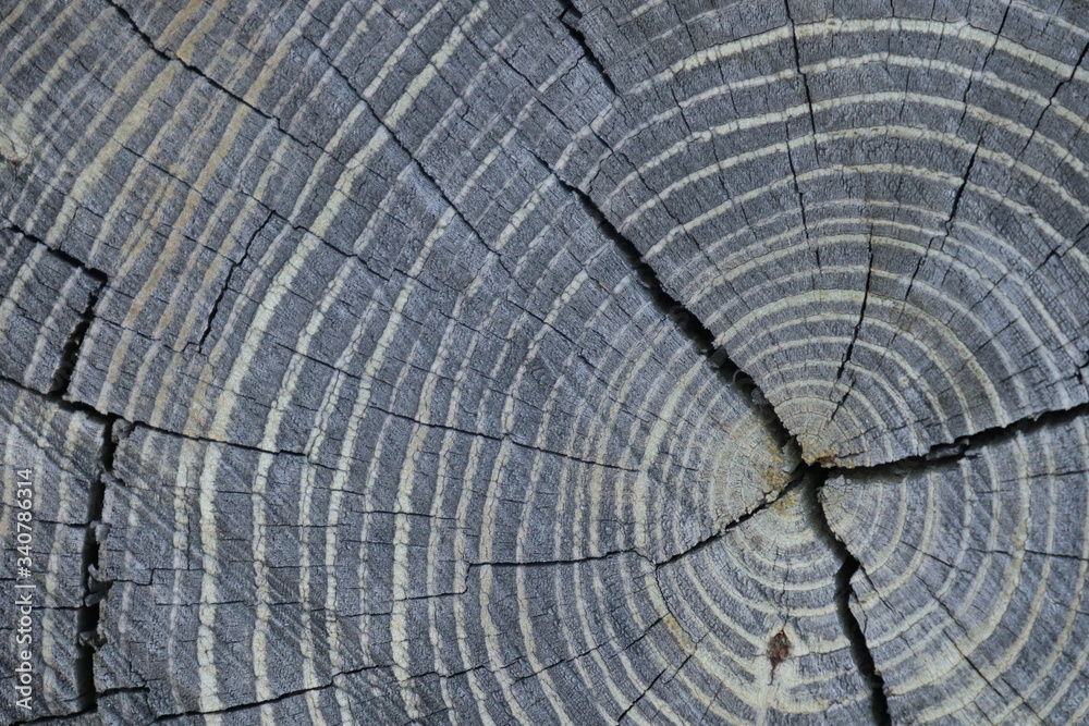 Fototapeta premium cross section of tree stump