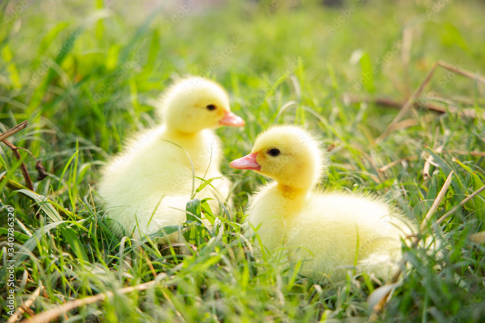 Yellow duckling from nature. Cute duck one week old. Yellow duckling from nature. Cute duck one week old.