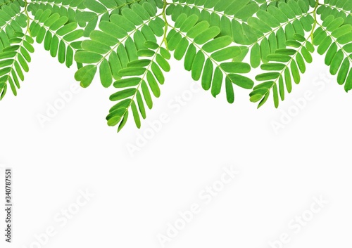 Tamarind leaves on white background