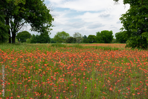 Meadow covered in Indian Paintbrush Flowers