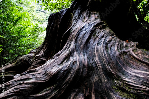 屋久島自然世界遺産
