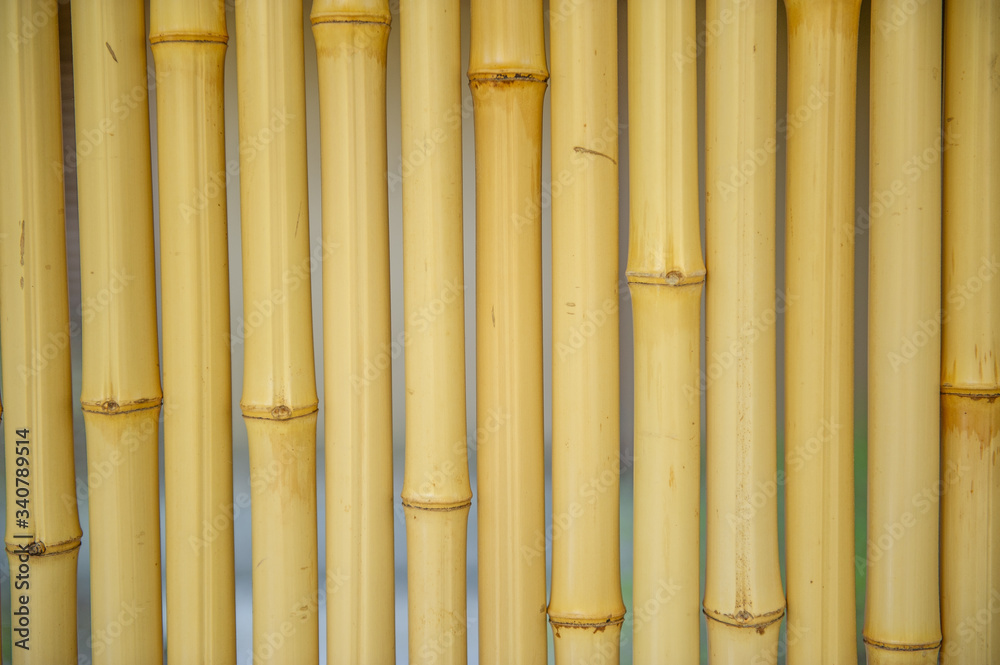 Fototapeta premium Japanese bamboo