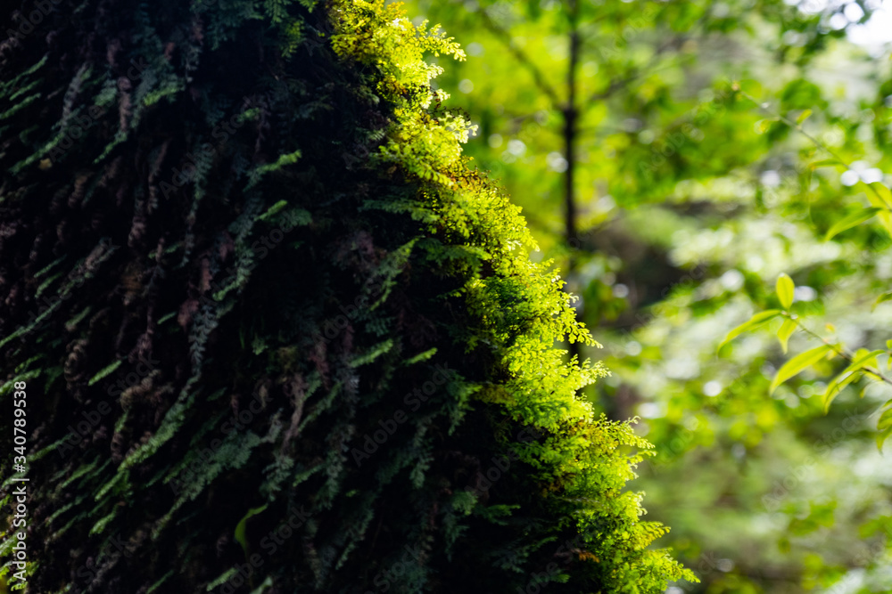 Fototapeta premium 屋久島自然世界遺産 